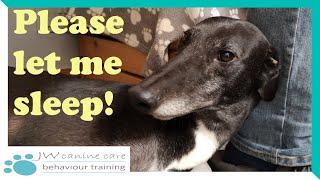 Do you have greyhound-induced sleep deprivation?