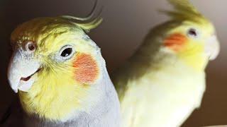 Cockatiel Sounds, 24 HOURS of Cockatiel Singing for Lonely Cockatiels