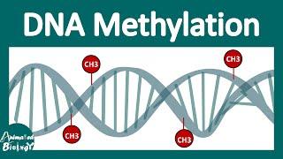 DNA methylation | What is DNA methylation and why is it important?