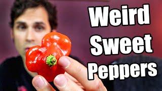 Weirdly Shaped Sweet Peppers - Chili Pepper Reviews