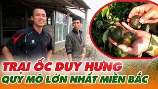 NUÔI ỐC THƯƠNG PHẨM VỚI QUY MÔ LỚN NHẤT MIỀN BẮC | TRẠI ỐC DUY HƯNG