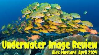 Underwater Image Review. Alex Mustard. April 2024