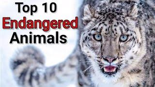 Top 10 Endangered Animals 2023