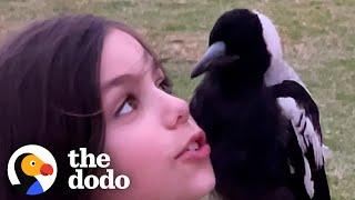 9-year-old Is Best Friends With A Wild Magpie | The Dodo