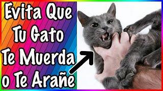 COMO ACARICIAR UN GATO PARA QUE NO TE MUERDA NI ARAÑE - SiamCatChannel