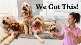 Day In The Life With 5 Goldendoodles 2