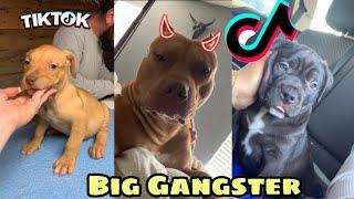 Big Gangster / Tiktok Trend Sound