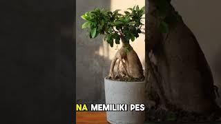 Kata fengshui bonsai termasuk tanaman pembawa sial bagi rumah anda