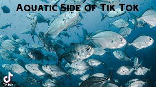 Aquatic Side of Tik Tok
