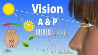 Vision: Anatomy and Physiology, Animation