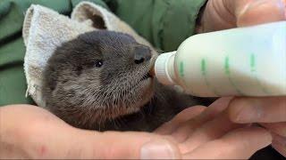 Adorable Newborn Otter Is Thriving After Being Rescued By Utility Workers