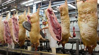 How to export millions tan of pig meat   Fresh Meat Production   Modern Cutting Line Machine