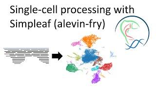 Processing single-cell RNAseq counts with simpleaf (alevin-fry)