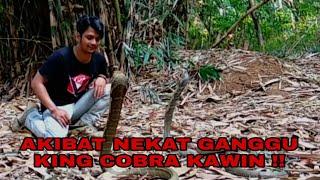 SERANGAN FATAL DUA KING COBRA