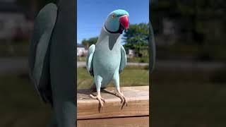 Parrot Waving Hello While Free flying Outside