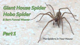 Giant House Spider, Hobo Spider, & Barn Funnel Weaver, Part 1 - The Spiders in Your House