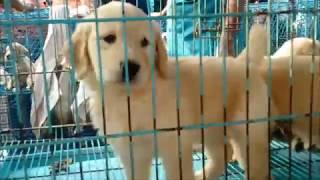 One Shop Of Dog Market Kolkata With Price List l Cheapest & Nicest Pet Market Of India