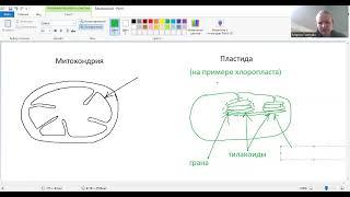 Строение митохондрий и пластид