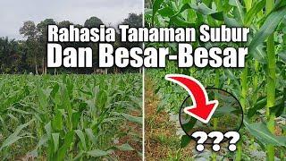 WAJIB TAU.! RAHASIA TANAMAN SUBUR DAN BESAR BESAR