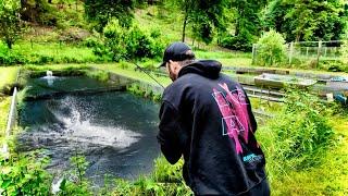 100 Kilo Fisch aus kleinem Betonbecken fangen !