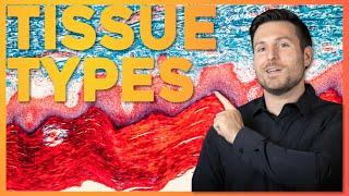 Intro to Histology: The Four Tissue Types | Corporis