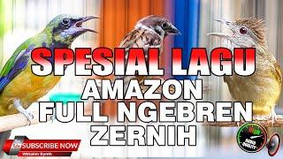 MASTERAN SPESIAL MATERI AMAZON FULL NGEBREN KASAR MELENGKING COCOK UNTUK SEMUA BURUNG MURAI BATU