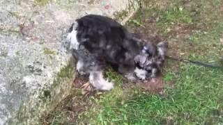 Determined Dirty Dog Desperately Digging Down