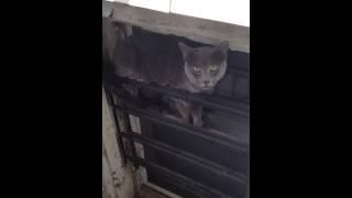 Cat Stuck in Window