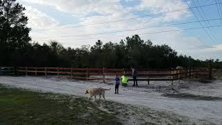 Slowing Down the Trespassers with a Gate and Fence