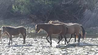 HORSE PORN on the Salt River, Wild HORSES of Arizona