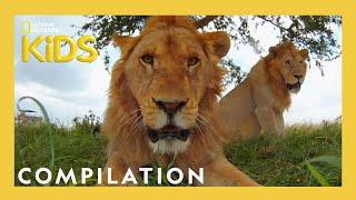 Party Animals Music Videos  | Nat Geo Kids Compilation | @natgeokids