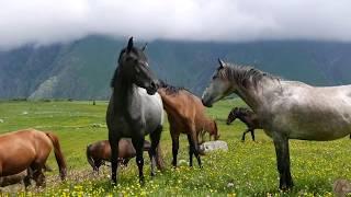 ГРУЗИЯ. ДИКИЕ лошади в горах. инстаграм: vadimveter