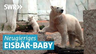 Eisbär-Baby im Zoo Karlsruhe erobert Außengehege