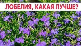 Какая лобелия лучше? Низкорослая или каскадная?