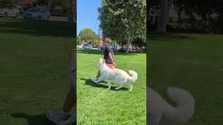 Work in progress focused heeling with Kibo! #whiteswissshepherd  #dogsport #dogtraining