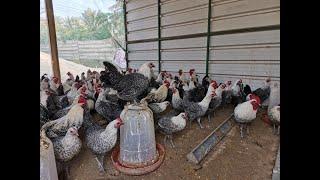 دجاج الفيومي إنتاج للبيض ومقاوم للأمراض