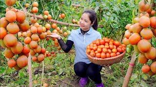 Harvesting Fresh Tomato Garden goes to the market sell Minh Daily Harvesting