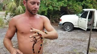 Coral snake