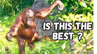 The Ultimate Orangutan Habitat In The Uk?