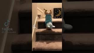 Wii Compilation  #shorts #funny #lol   #animals #pets #lovers #lucu #youtubeshorts #youtube