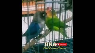 Pancingan tercepat bikin Lovebird ngekek!!ngetik ngekek panjang #gacor #kicaumania #masteranburung