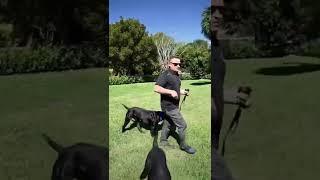 What brand e-collar do we use? Check out our TikTok for full video. #ecollartraining #dogtrainer