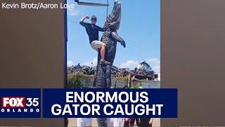 Florida man captures enormous, 13-foot alligator in Orlando