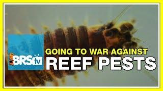 Week 49: How to prevent and treat reef tank pests | 52 Weeks of Reefing