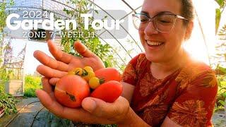 2024 Garden Tour Week 11: TOMATO Harvest Begins & Herbicide Overspray Damage