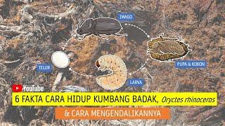 6 FAKTA CARA HIDUP KUMBANG BADAK, Oryctes rhinoceros