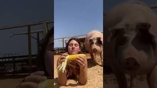 It's Corn! (and a Rescue Pig!) ⁠| Freedom Farm Sanctuary #shorts