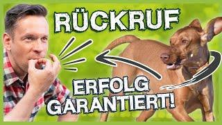 Rückruftraining! So trainierst du einen richtig guten Rückruf