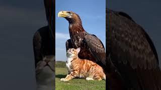 Distinctive Style of the Eagle and the Cat. cat eagle funny video.  