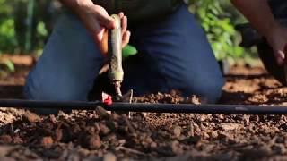 Planting Peppers On A Gorgeous Spring Day